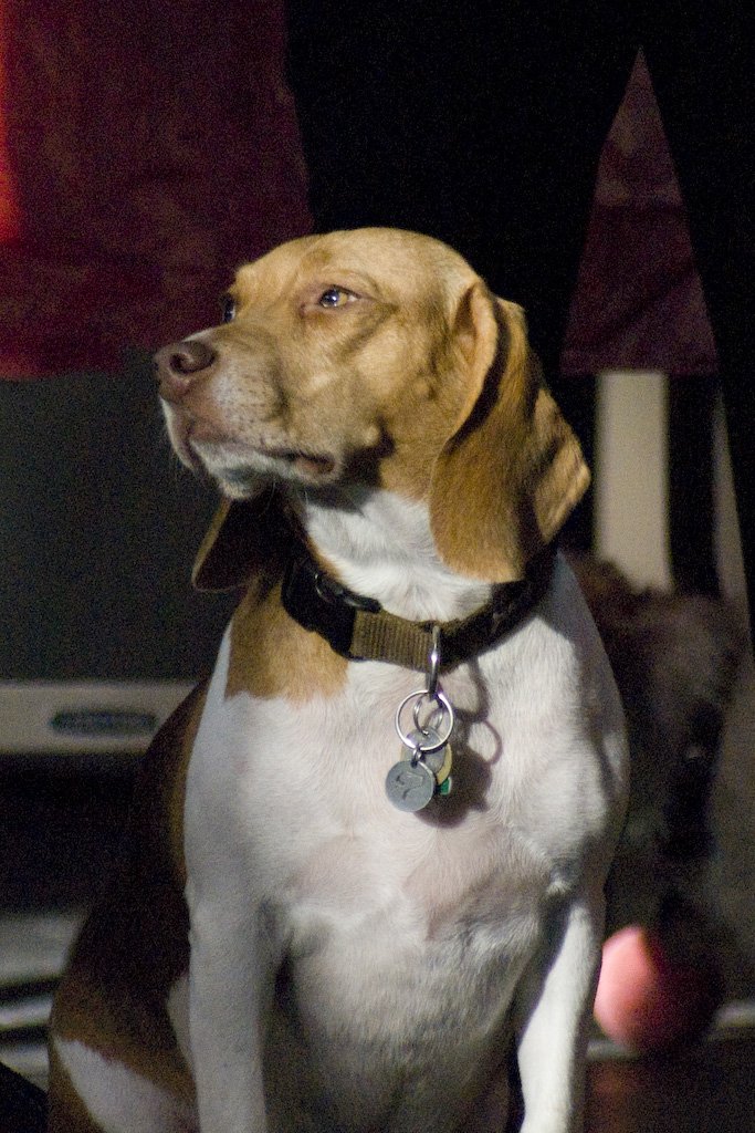 beagles200718.jpg