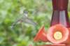 hummingbird2_small.jpg