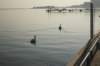 harbourfront_small.jpg