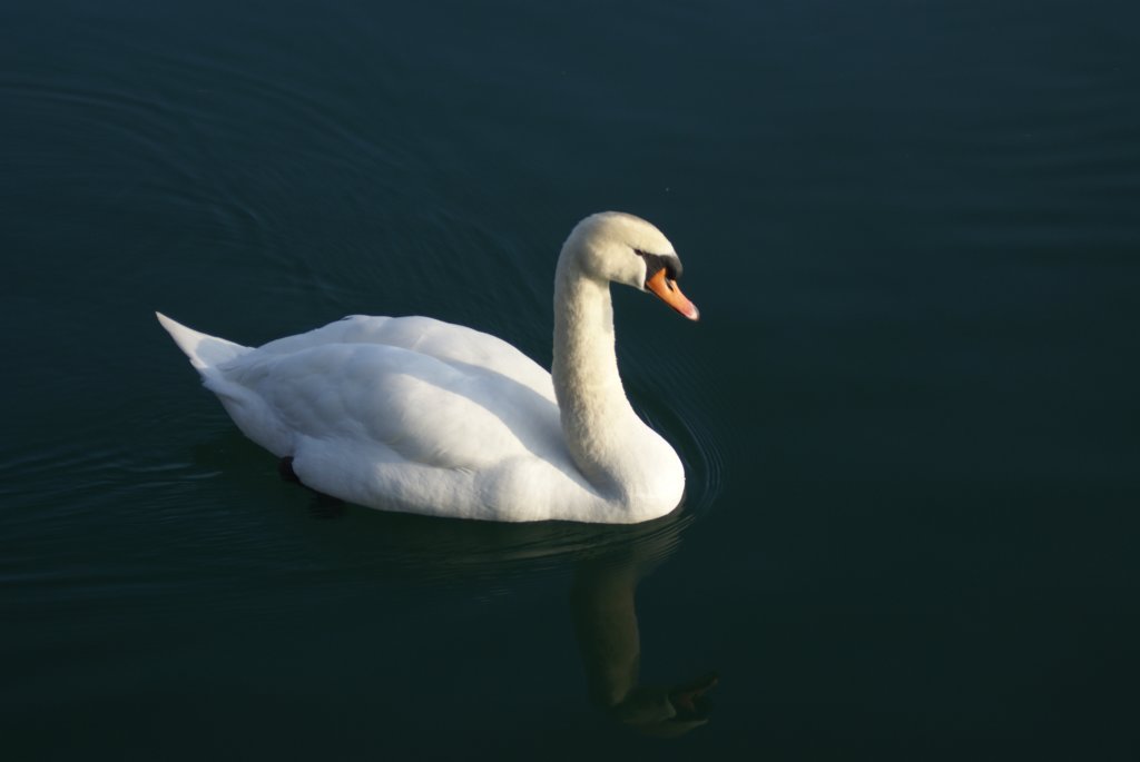 swan.jpg