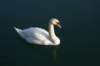 swan_small.jpg