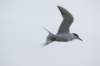 bird_small.jpg