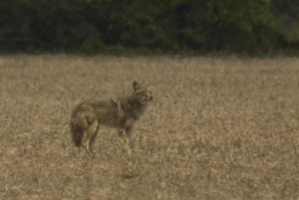 wolforcoyote.jpg