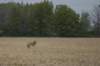 wolforcoyote2_small.jpg