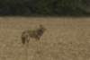 wolforcoyote_small.jpg