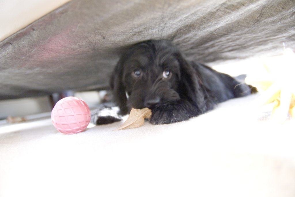 flickunderthecouch.jpg