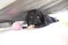 flickunderthecouch_small.jpg