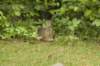 bunny_small.jpg