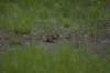 chipmunk_small.jpg