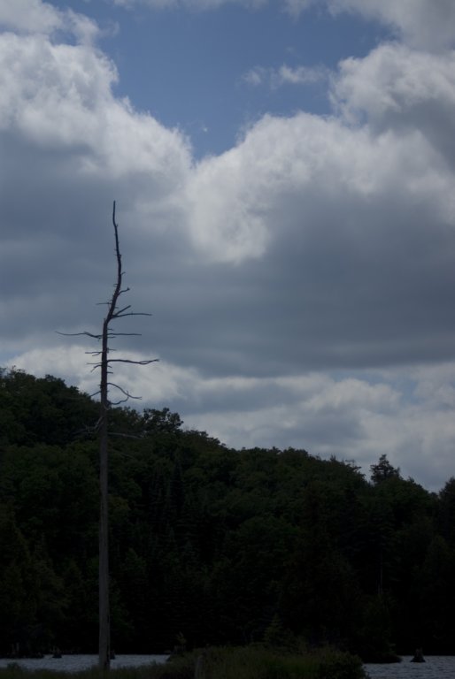 deadtree.jpg