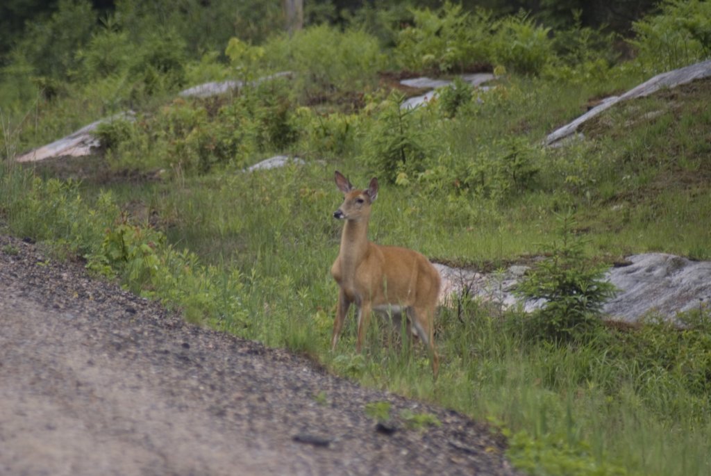 deer.jpg