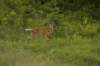 deer2_small.jpg