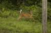 deer3_small.jpg
