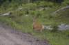 deer_small.jpg