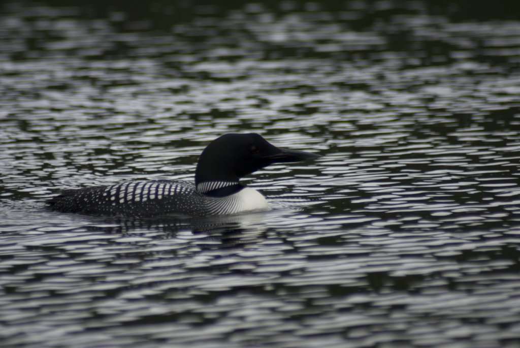 loon.jpg