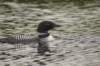 loon2_small.jpg