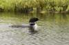 loon3_small.jpg