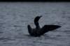 loon4_small.jpg