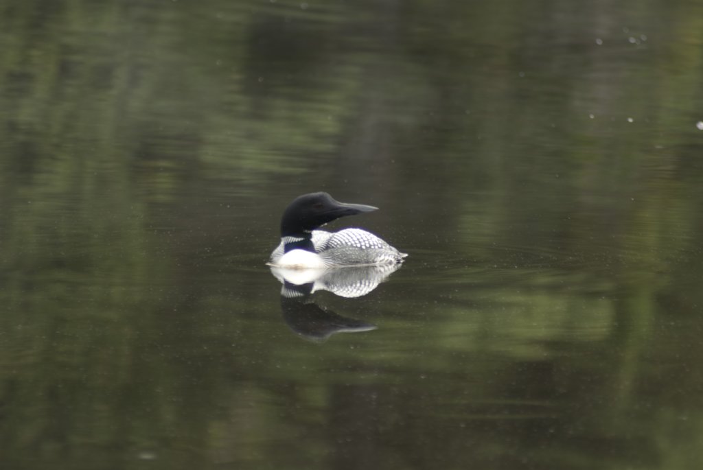 loon5.jpg