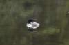 loon5_small.jpg