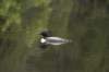 loon6_small.jpg