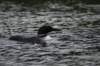 loon_small.jpg