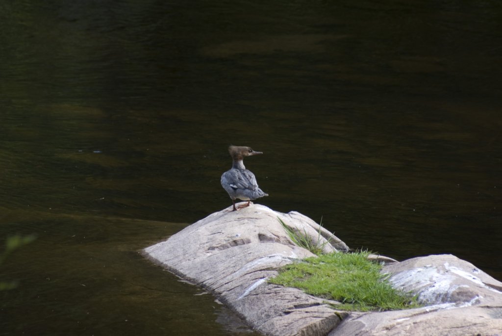 merganserduck.jpg