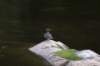 merganserduck_small.jpg