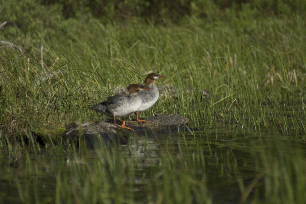 mergansers2.jpg