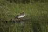 mergansers2_small.jpg