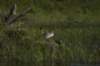 mergansers3_small.jpg