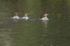 mergansers_small.jpg