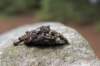 owlpellet_small.jpg