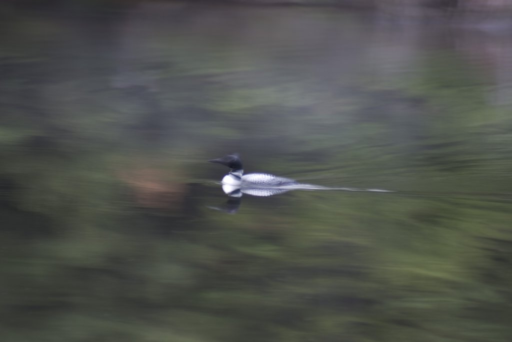pannedloon.jpg