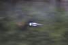 pannedloon_small.jpg