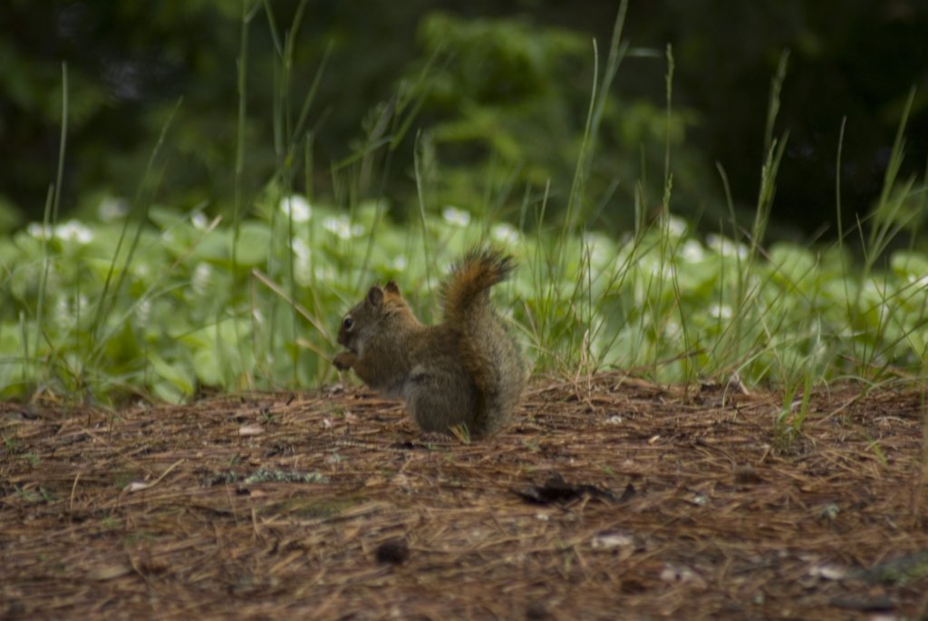 squirrel.jpg