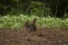 squirrel_small.jpg
