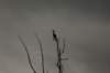 treeduck_small.jpg