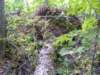 anotherdownedtree_small.jpg