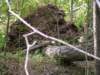 downedtree_small.jpg