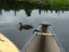 duckcrossing_small.jpg