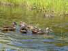 ducks4_small.jpg