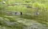 feedingtimefortheducks_small.jpg