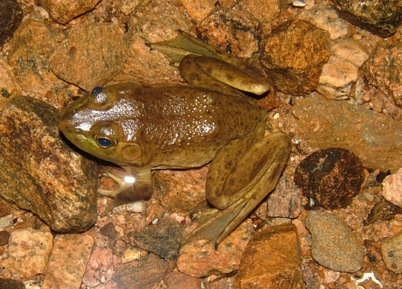 frog.jpg