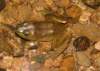 frog_small.jpg