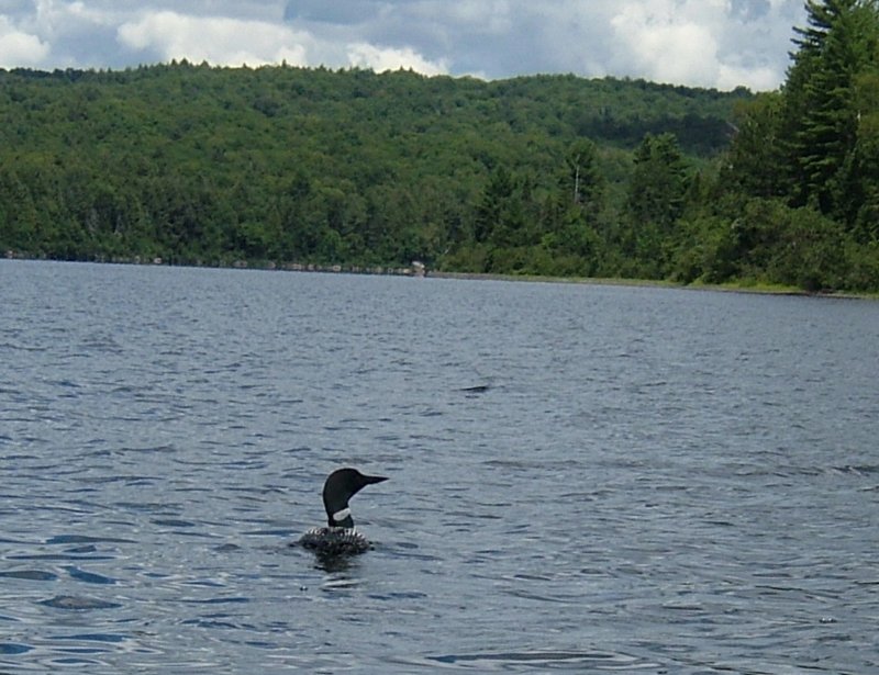 loon.jpg
