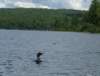 loon_small.jpg