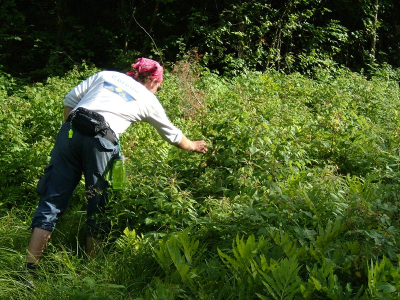 pickingwildraspberries.jpg