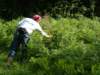 pickingwildraspberries_small.jpg