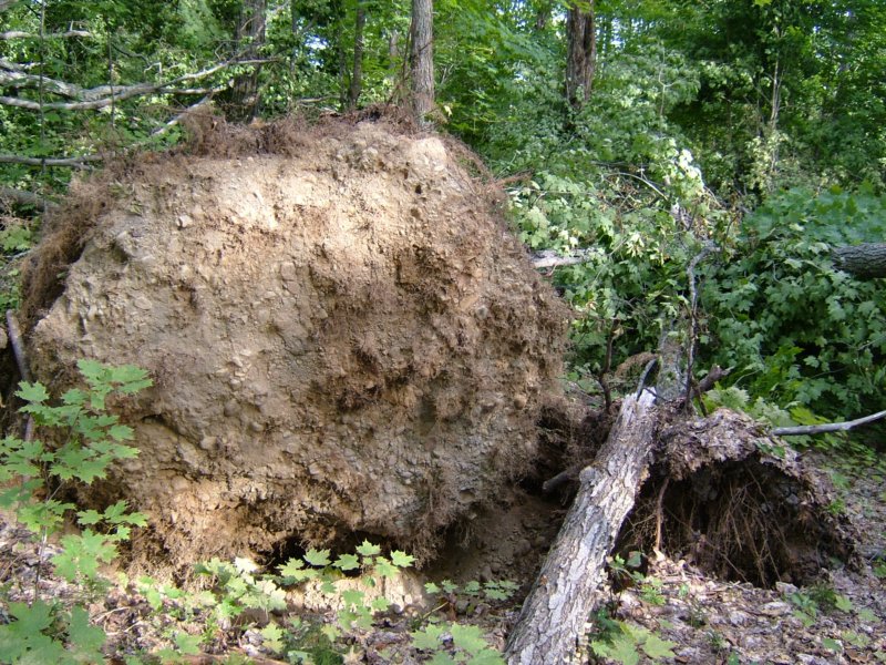 uprootedtree.jpg